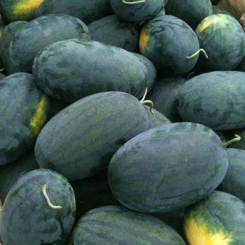 黑宝宝吃瓜